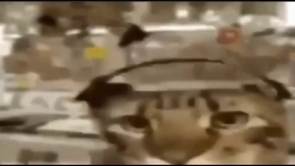 Кот из мема в наушниках