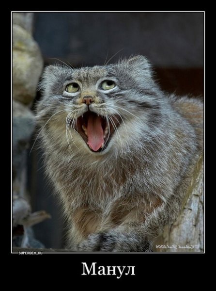 Погладь кота демотиватор