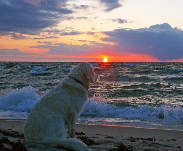 Собака на берегу моря