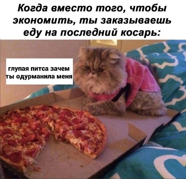 Кот и пицца Мем