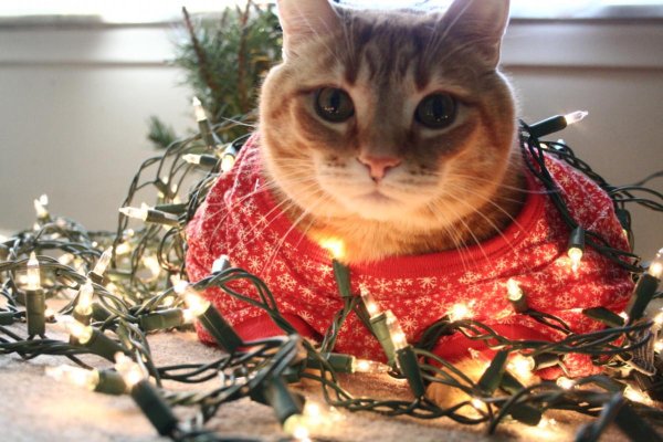 Жирный новогодний кот