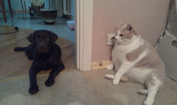 Мемы животные с надписями