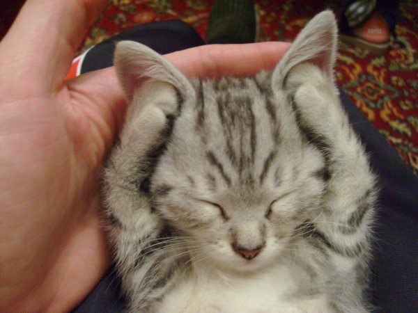 Котик прикрывает ушки