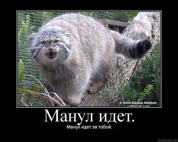 Манул и Медведев