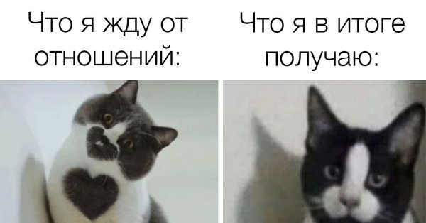 Кот Мем