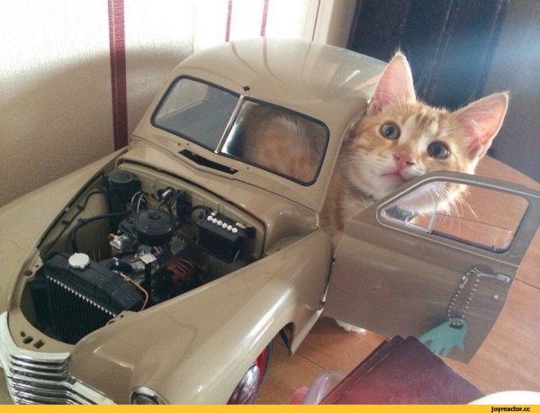 Машина для котов