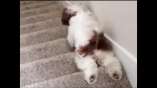 Щенок упал с лестницы