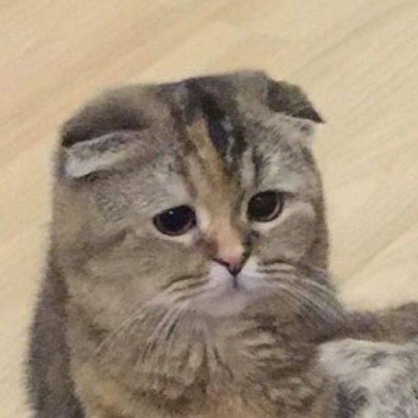 Грустный котик