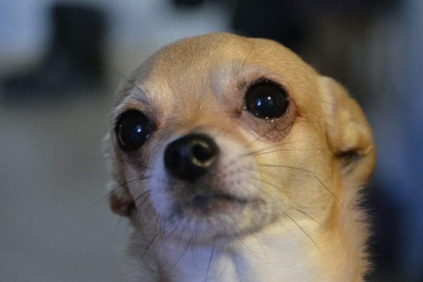 Грустная собака Мем