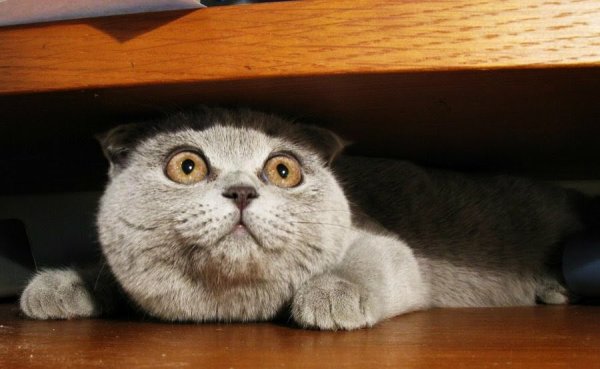 Испуганный кот