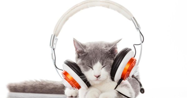 Кот в наушниках