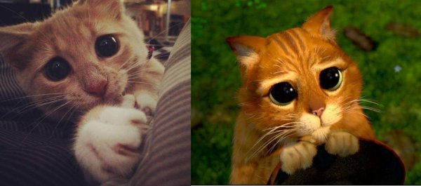 Кот из Шрека