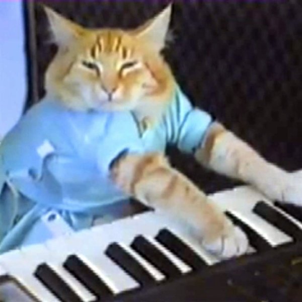 Keyboard Cat фильм 1984