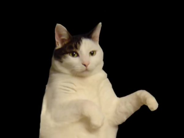 Кот танцует Мем