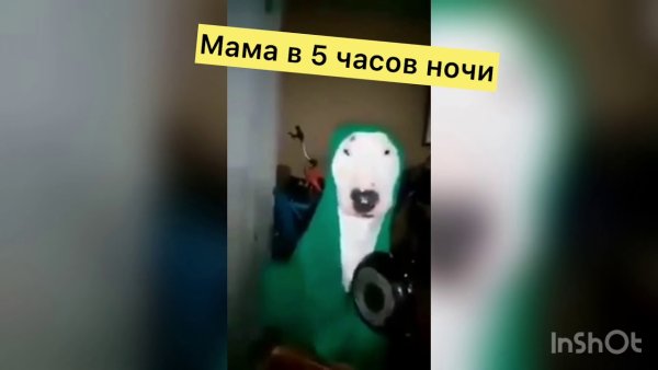 Собака бьёт по сковородке