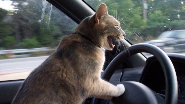 Кот едет за рулем