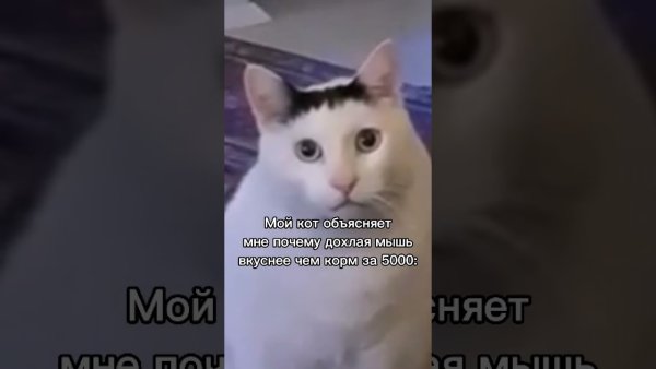 Кот из мема тик ток