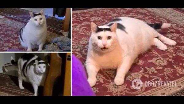 Толстый кот Мем мяукает