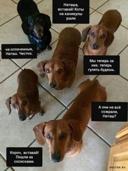 Приколы протнаташу и котов