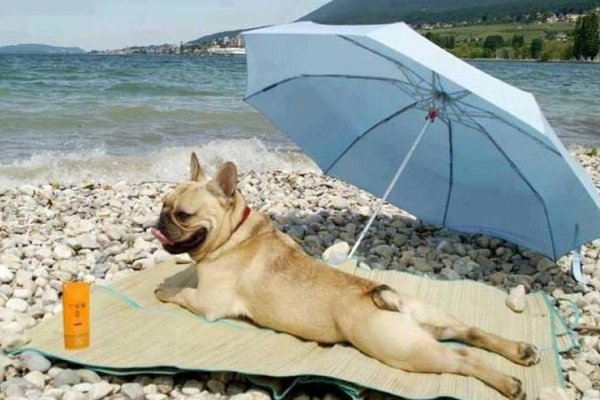 Собака на пляже