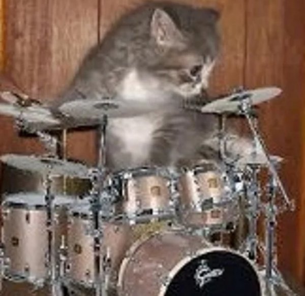 Кот за барабанами