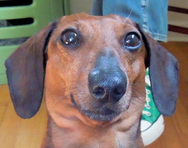 Смешные мордочки такс