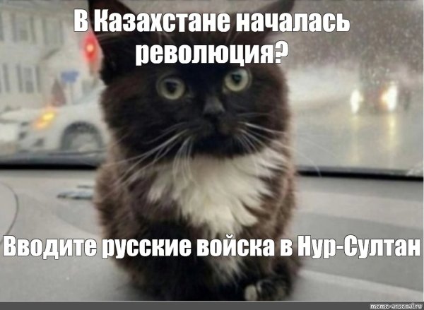 Мемы с котятами