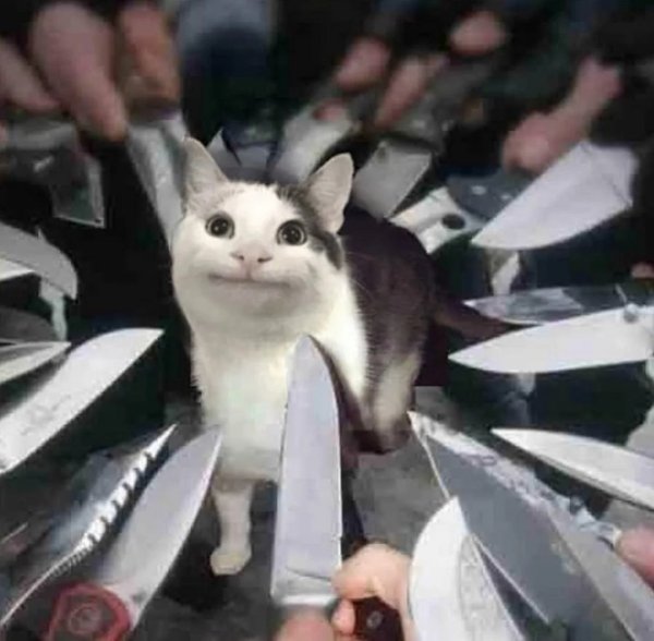 Кот окруженный ножами