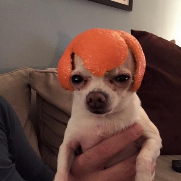 Собака с мандаринами на голове