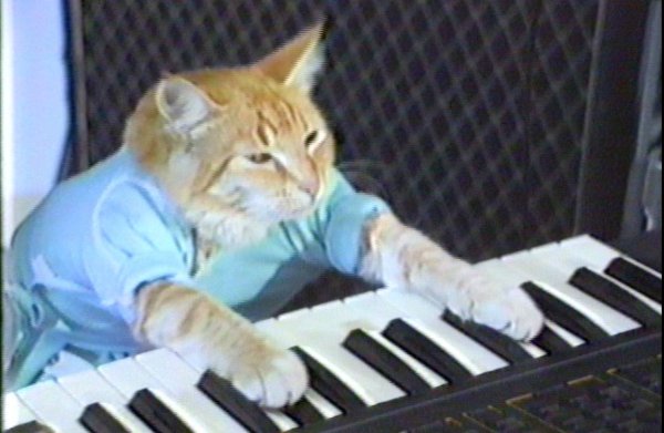 Кот пианист Бенто