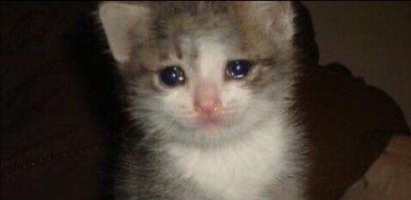 Грустный кот плачет