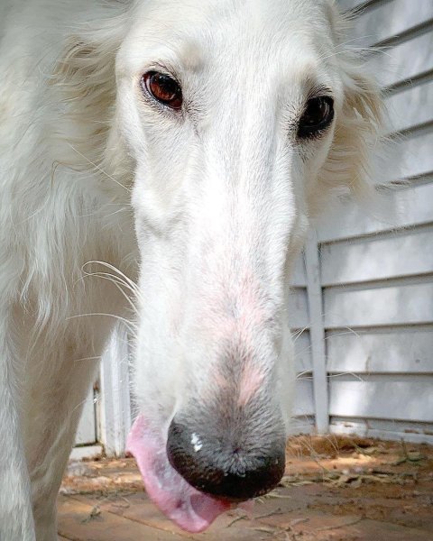 Борзая Элис