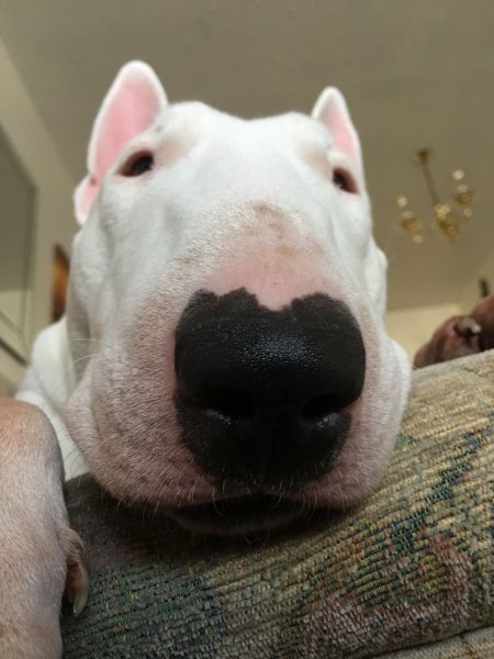 Бультерьер собака