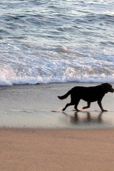 Прогулка с собакой