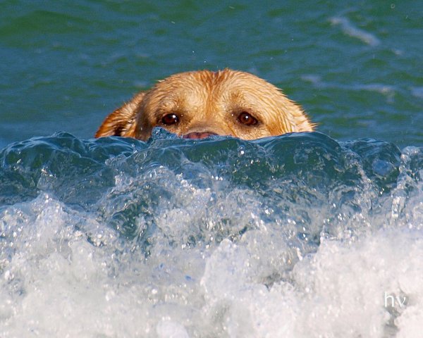 Водоплавающие собаки