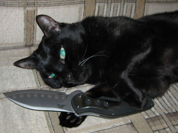 Кот с ножом