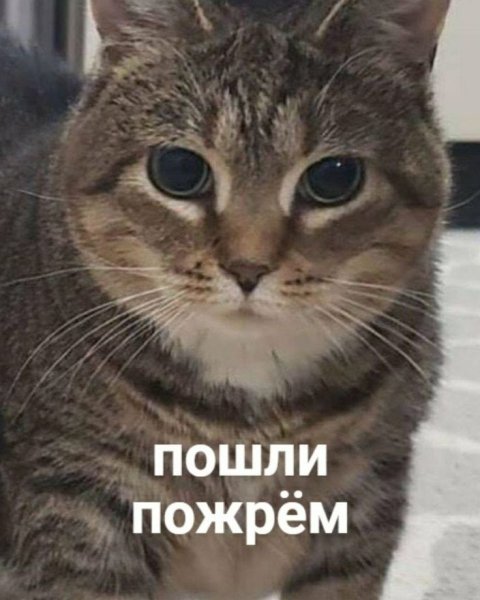 Мемы с котиками