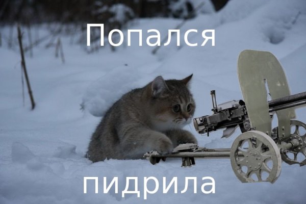Кот стреляет