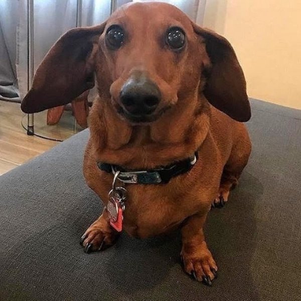 Собака похожая на таксу