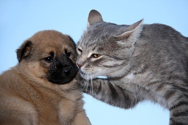 Забавные животные фото с надписями