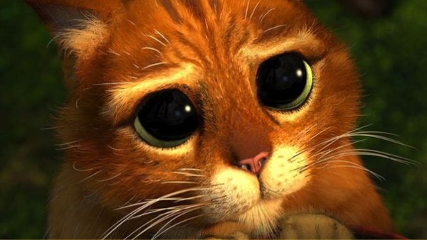 Котик из Шрека