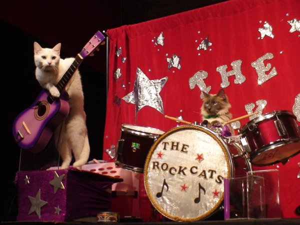 Кошка с барабаном