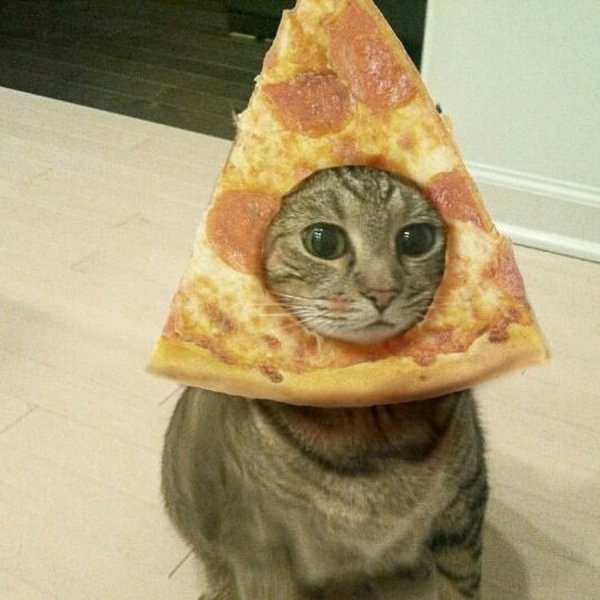 Кот на куске пиццы