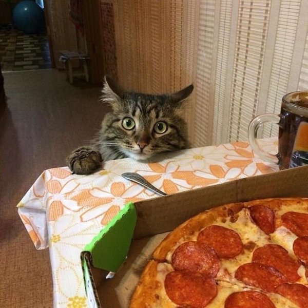 Кот и пицца