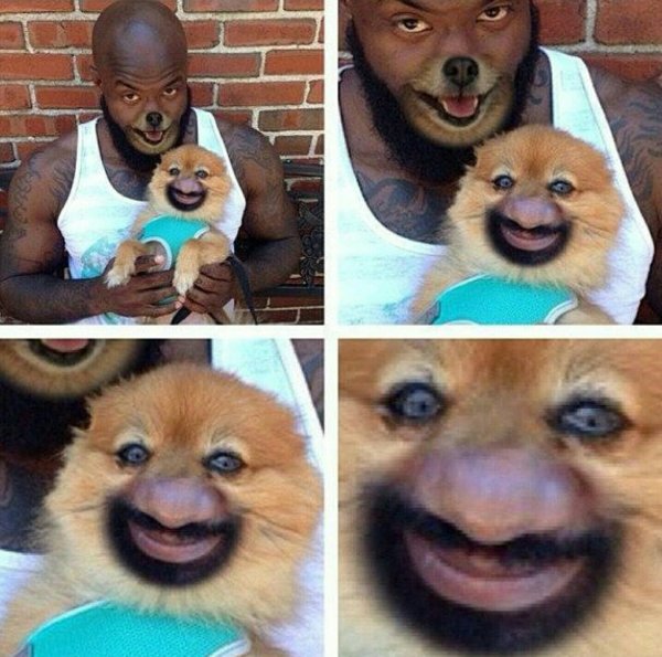 Мемы с животными популярные