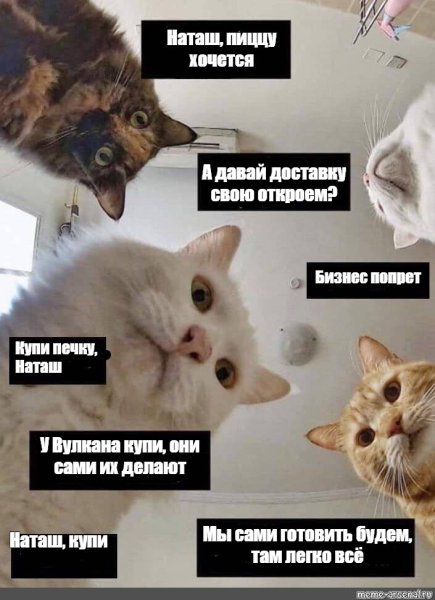 Последние мемы про кота