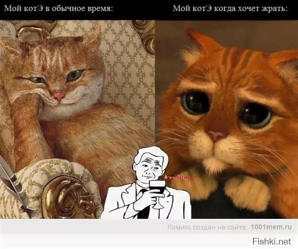 Мемы про котов