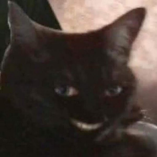 Кот с человекой улыбкой