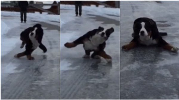 Собака скользит на льду