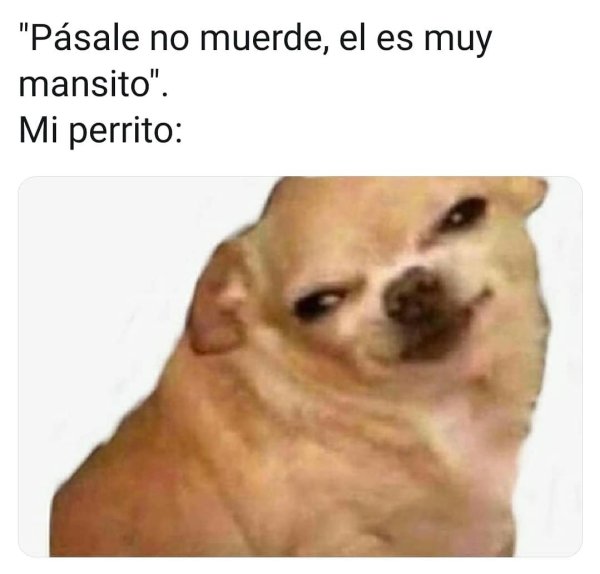 Собака из мема